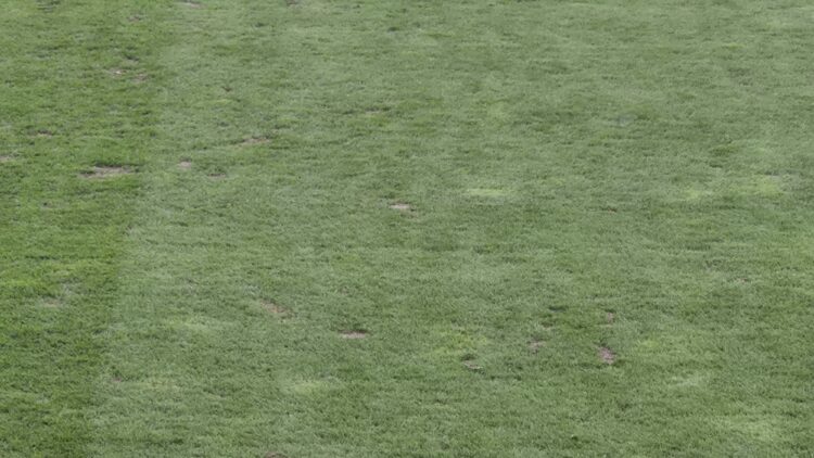 Zelenica v Stožicah